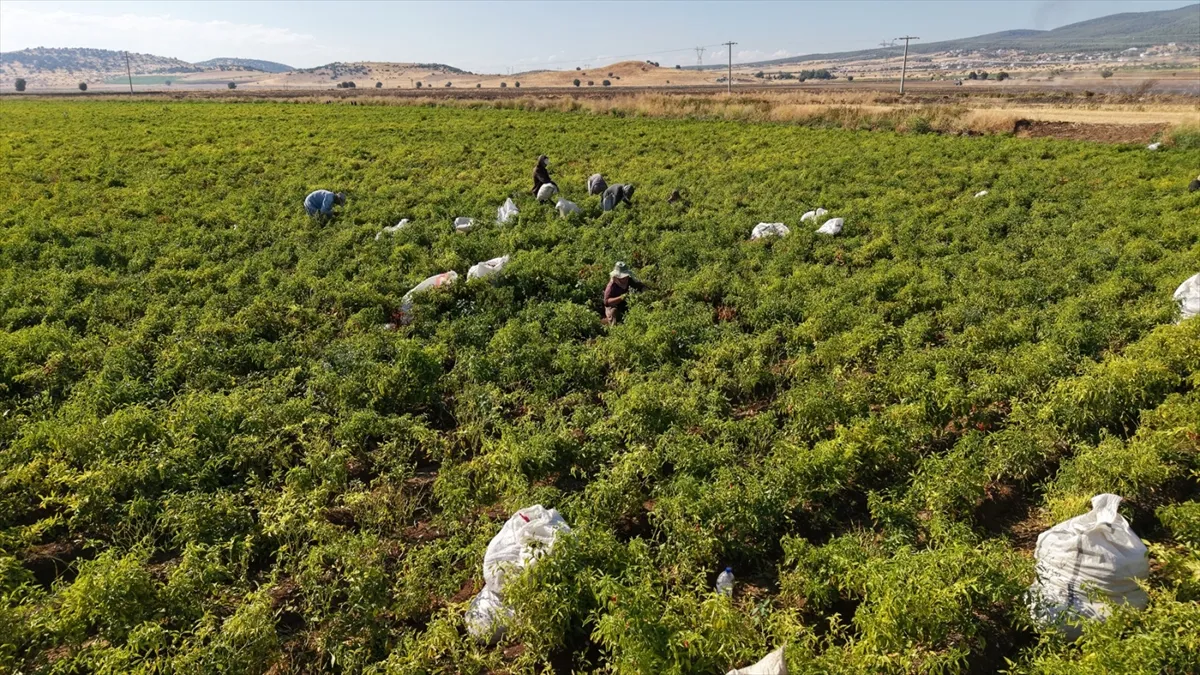 Kahramanmaraş’ta tescilli Maraş biberinin hasadına başlandı Kahramanmaraş’ta tescilli Maraş biberinin hasadına başlandı