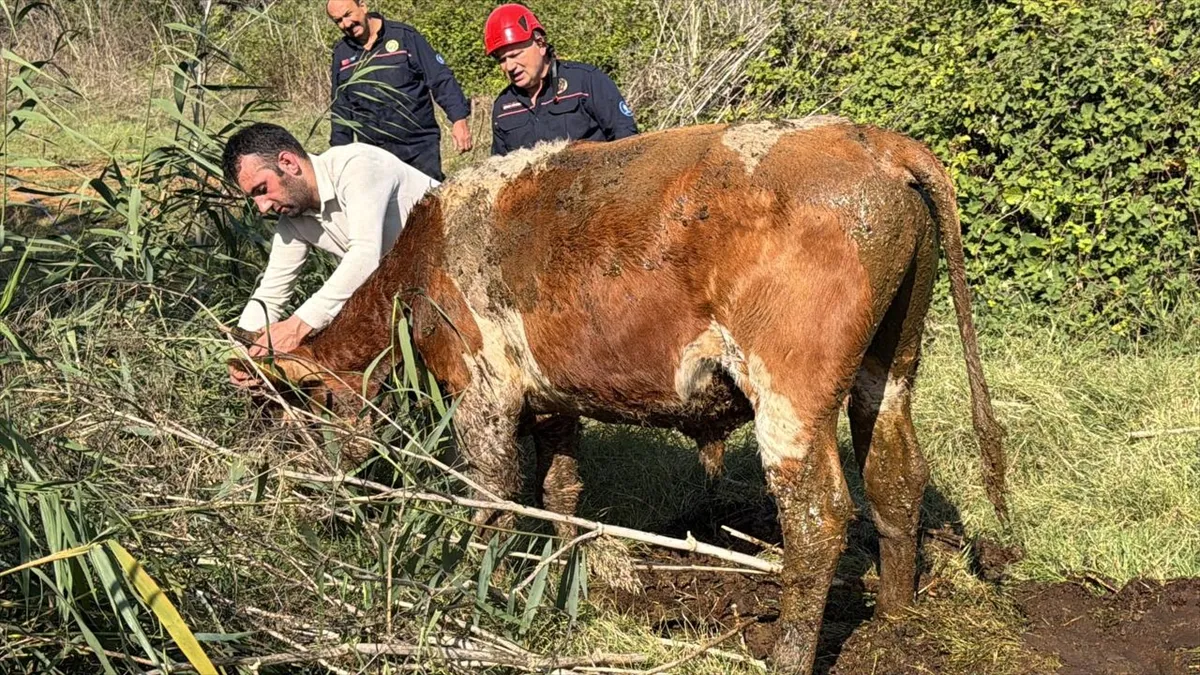 Kocaeli’de bataklığa saplanan 2 büyükbaş hayvan halat yardımıyla kurtarıldı Kocaeli’de bataklığa saplanan 2 büyükbaş hayvan halat yardımıyla kurtarıldı