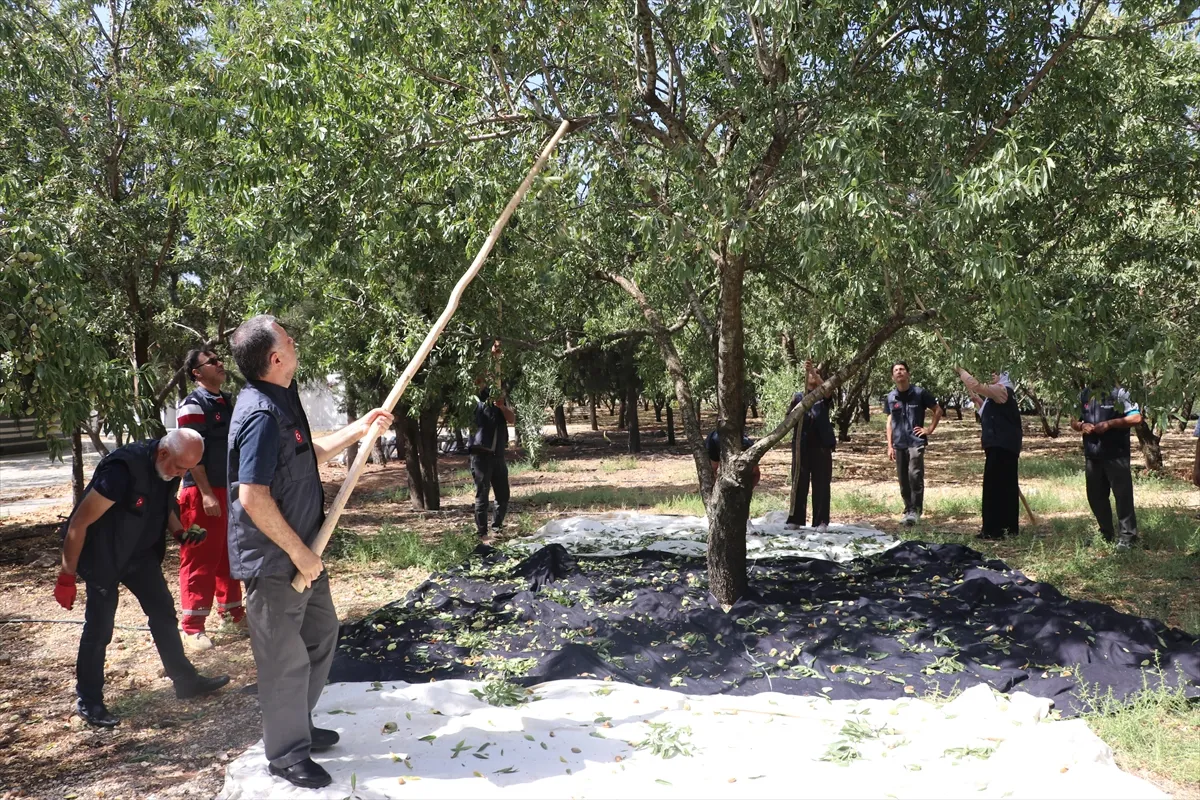 Orman arazisi, yabancı gönüllüleri kaynaştırıp ihtiyaç sahiplerine gelir kapısı oldu Orman arazisi, yabancı gönüllüleri kaynaştırıp ihtiyaç sahiplerine gelir kapısı oldu