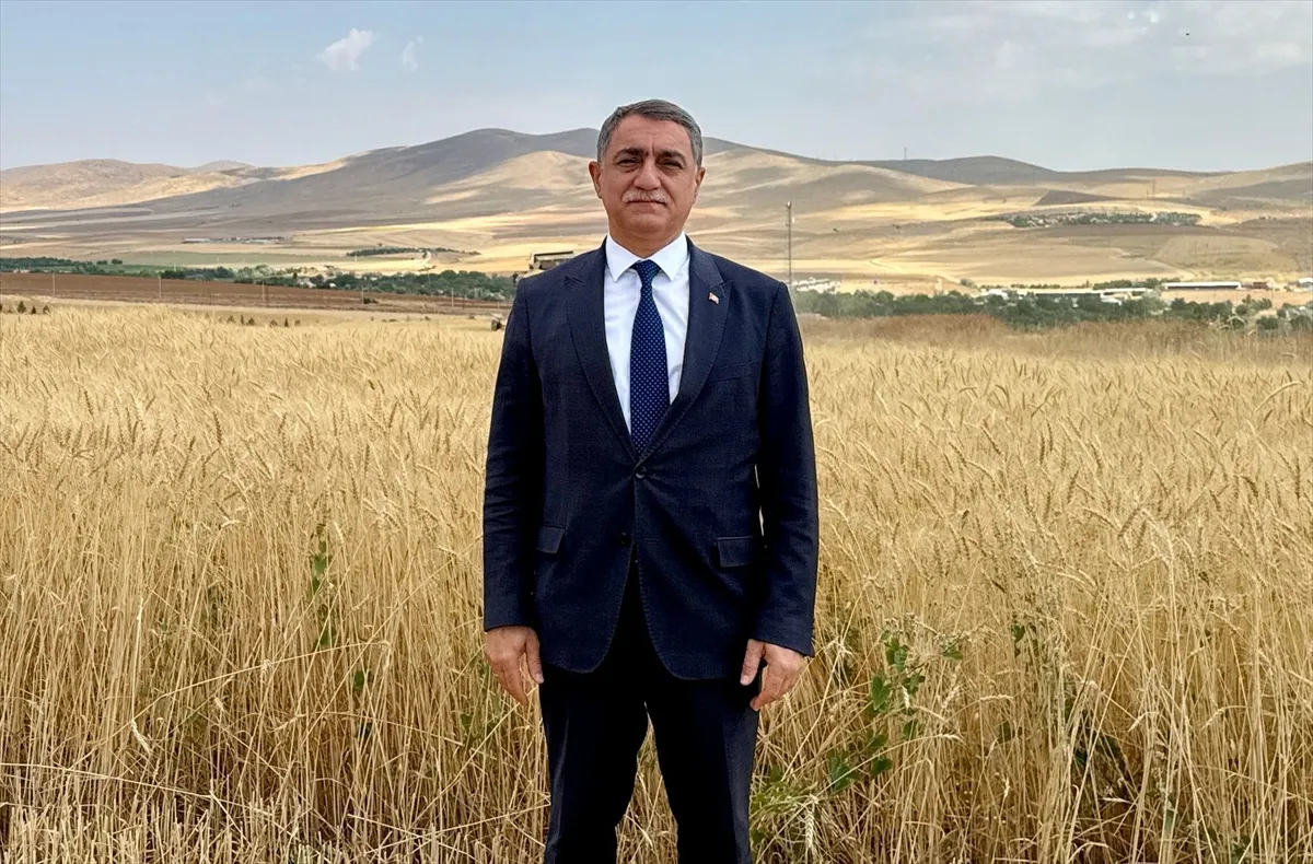 Anadolu’nun kurak iklimine uygun, verimi yüksek buğday çeşitleri geliştiriliyor Anadolu’nun kurak iklimine uygun, verimi yüksek buğday çeşitleri geliştiriliyor