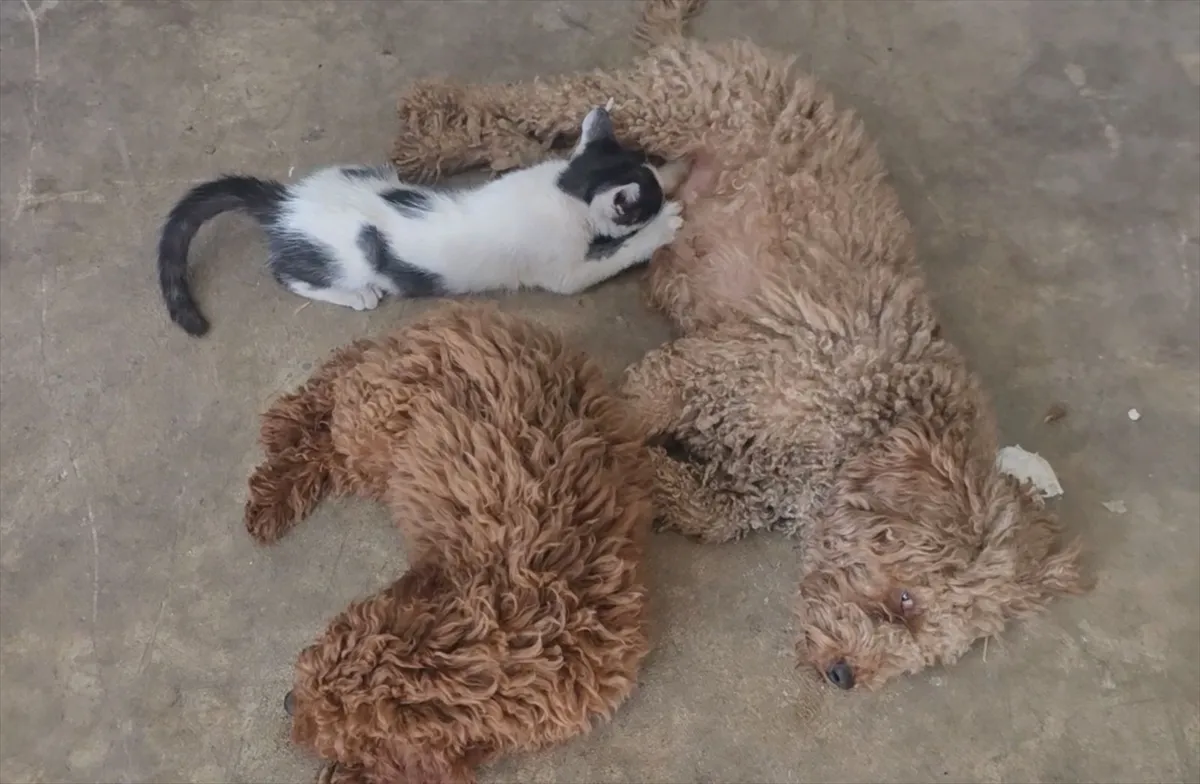 Antalya’da bir köpek annesinin terk ettiği yavru kediyi emziriyor Antalya’da bir köpek annesinin terk ettiği yavru kediyi emziriyor