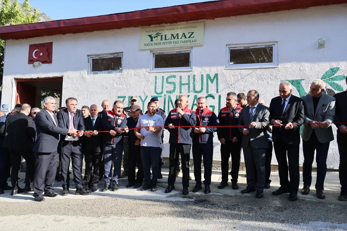 Artvin Butko zeytininde hasat sezonu başladı Artvin Butko zeytininde hasat sezonu başladı