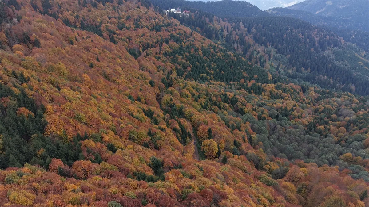 Artvin’de üniversite öğrencileri sonbaharın renkleri arasında doğa yürüyüşü yaptı Artvin’de üniversite öğrencileri sonbaharın renkleri arasında doğa yürüyüşü yaptı