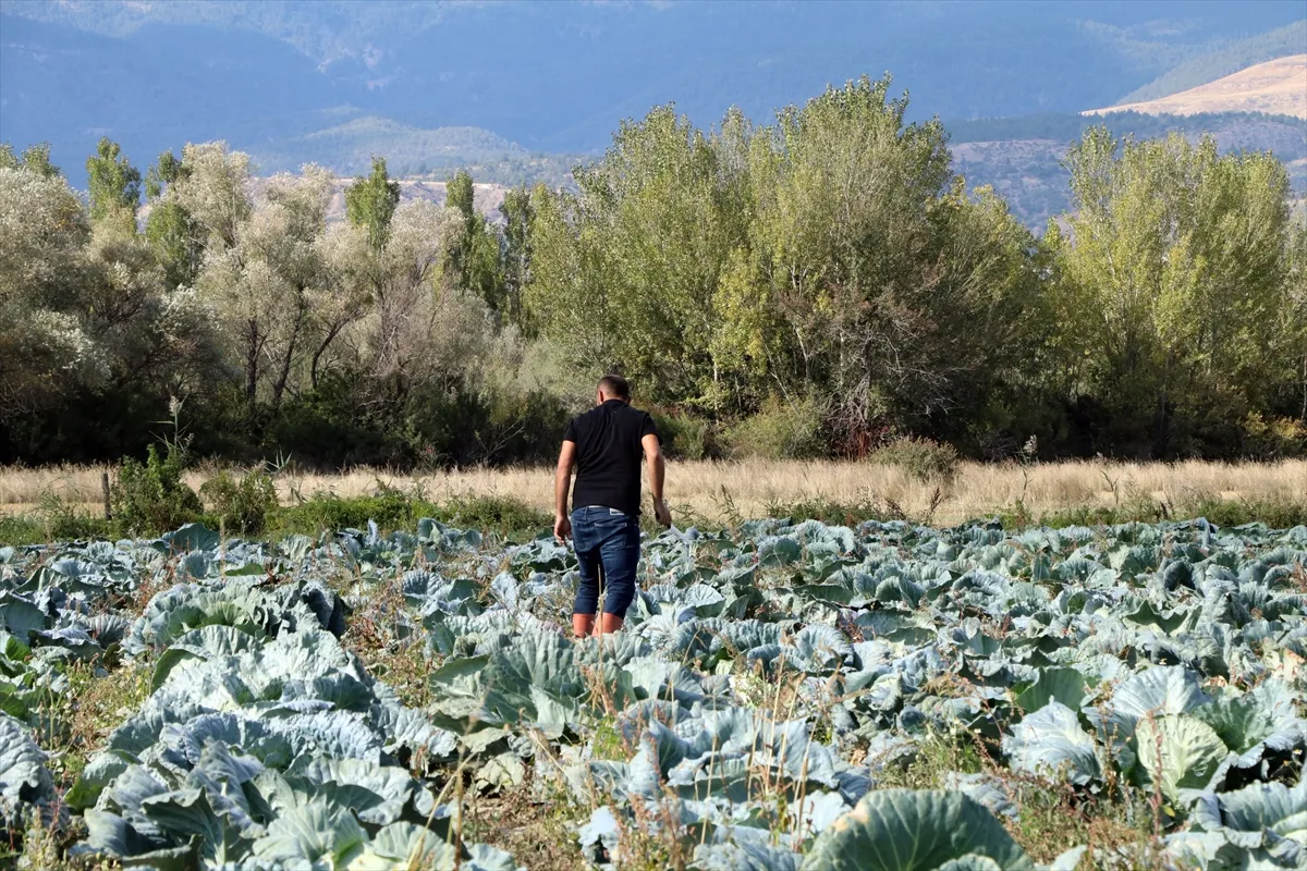 Ata tohumlarından ağırlığı 40 kilogramı bulan lahanalar yetiştiriliyor Ata tohumlarından ağırlığı 40 kilogramı bulan lahanalar yetiştiriliyor