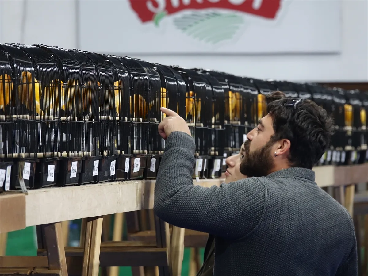Balıkesir’de en güzel kanaryalar yarıştı Balıkesir’de en güzel kanaryalar yarıştı