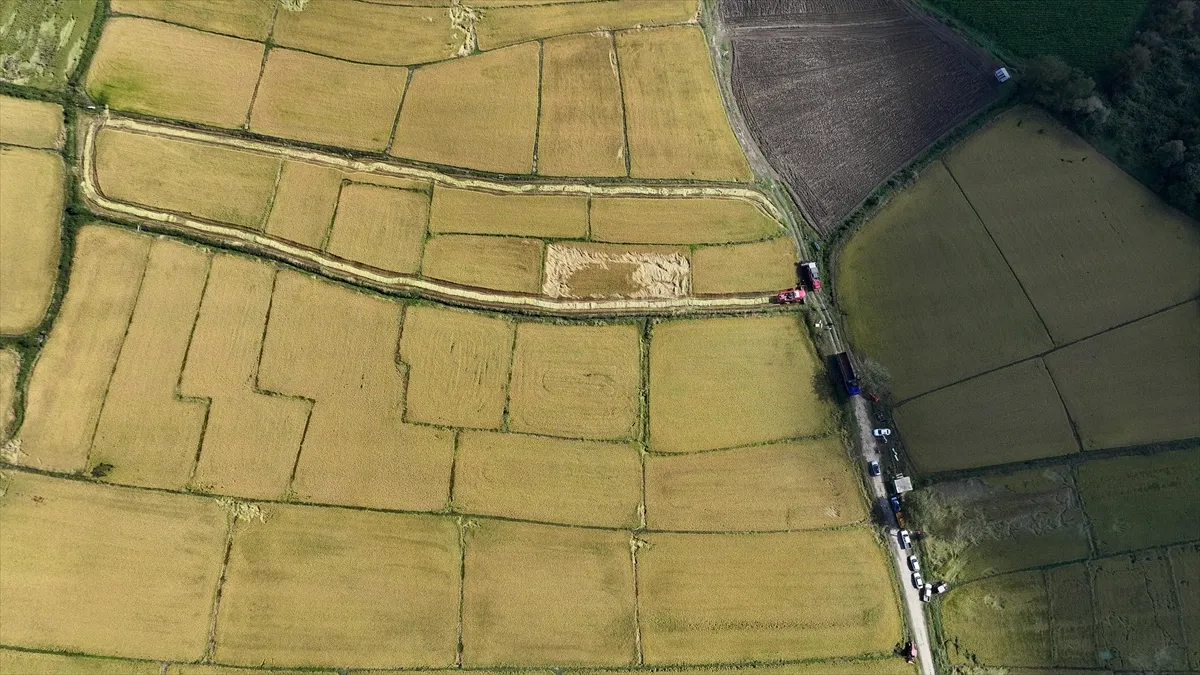 Düzce’de tescilli Konuralp pirincinin hasadı başladı Düzce’de tescilli Konuralp pirincinin hasadı başladı
