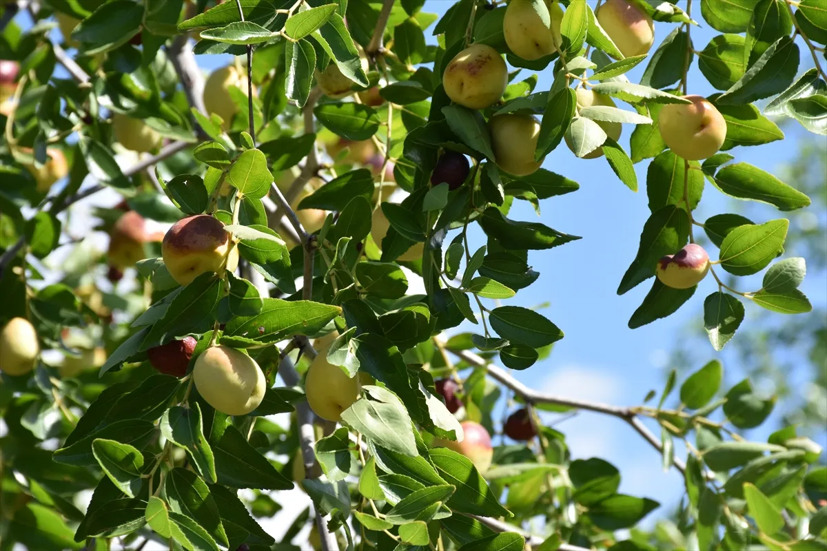 Edirne’de ölümsüzlük meyvesi olarak bilinen hünnap üretimi yaygınlaşıyor Edirne’de ölümsüzlük meyvesi olarak bilinen hünnap üretimi yaygınlaşıyor