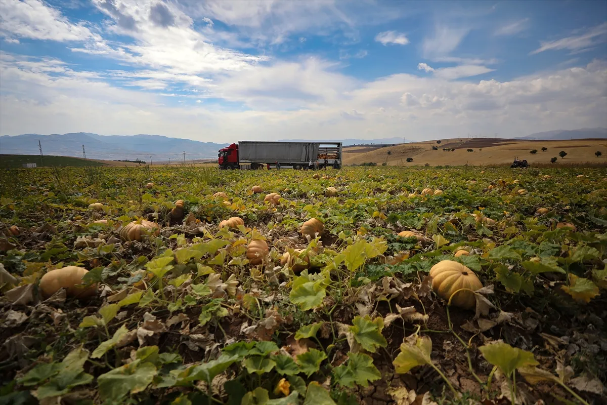 Elazığ’da 20 yıl önce deneme amaçlı ekilen bal kabağı bu yıl ihraç ürünü oldu Elazığ’da 20 yıl önce deneme amaçlı ekilen bal kabağı bu yıl ihraç ürünü oldu