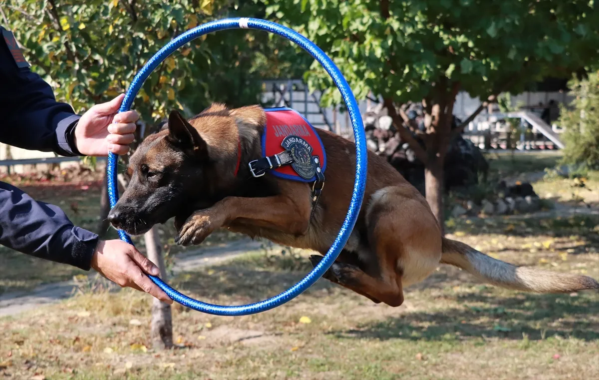 Iğdır’ın bomba arama köpeği Çakıl, Nevşehir’de birinci oldu Iğdır’ın bomba arama köpeği Çakıl, Nevşehir’de birinci oldu