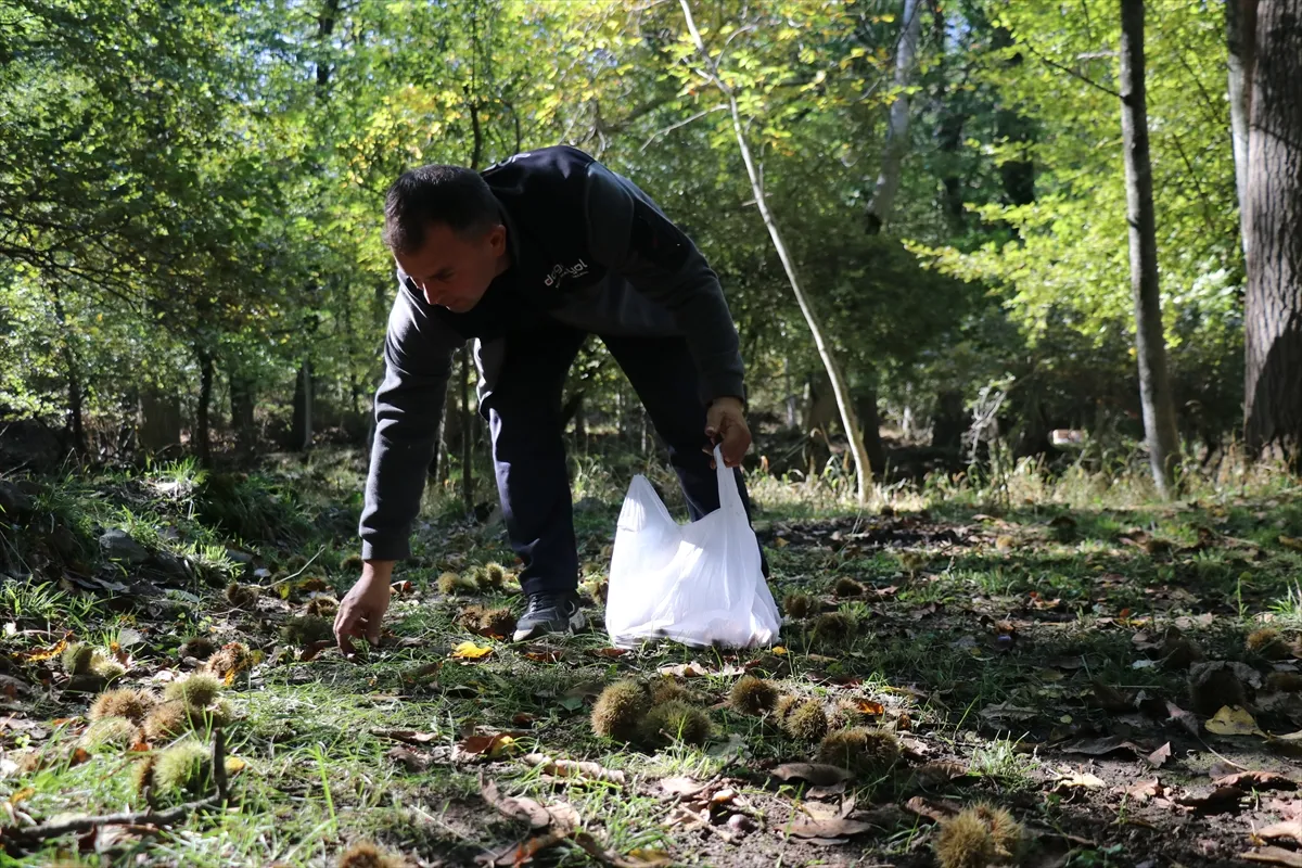 Isparta’da asırlık ağaçlardan dökülen kestaneler toplanıyor Isparta’da asırlık ağaçlardan dökülen kestaneler toplanıyor