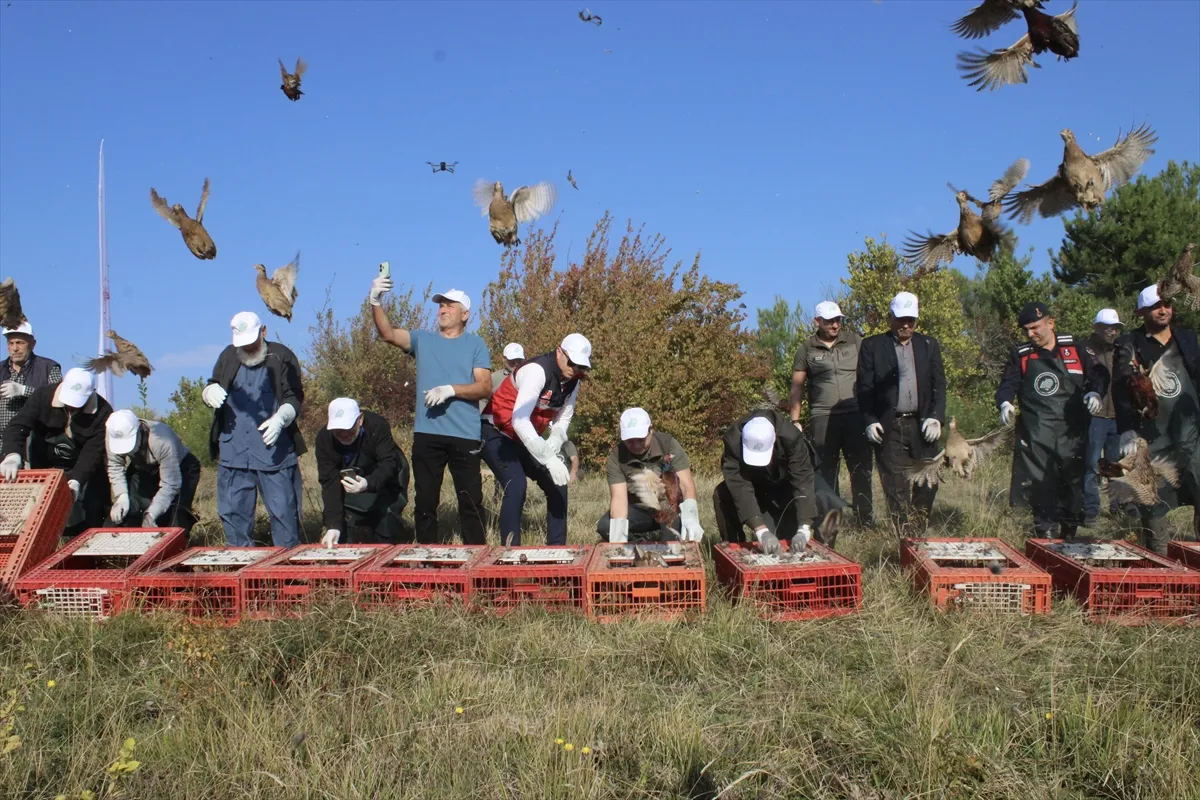 Kastamonu’da biyolojik mücadele kapsamında doğaya 300 sülün bırakıldı Kastamonu’da biyolojik mücadele kapsamında doğaya 300 sülün bırakıldı