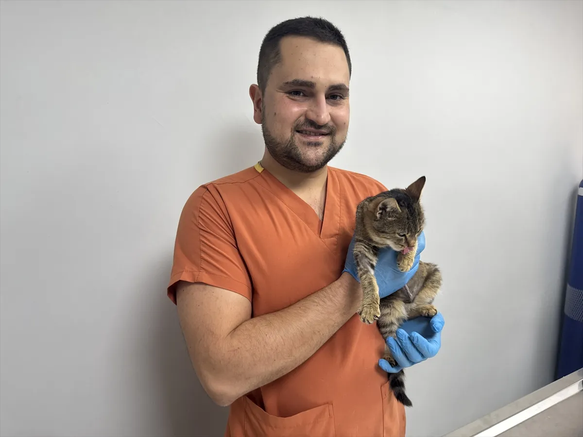 Kedi Ballı diyafram fıtığı ameliyatıyla hayatta kaldı