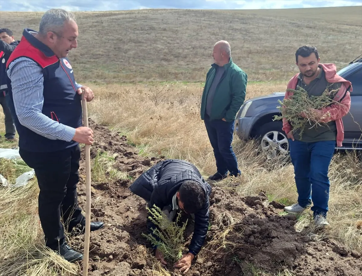 Kırıkkale’de 150 dönüm mera alanına 25 bin tuz çalısı fidanı dikiliyor