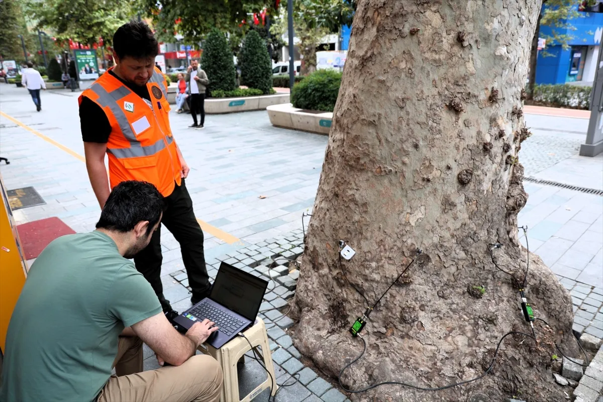 Kocaeli’deki yaklaşık 600 anıt ağacın sağlık durumu akustik tomografiyle değerlendirilecek Kocaeli’deki yaklaşık 600 anıt ağacın sağlık durumu akustik tomografiyle değerlendirilecek