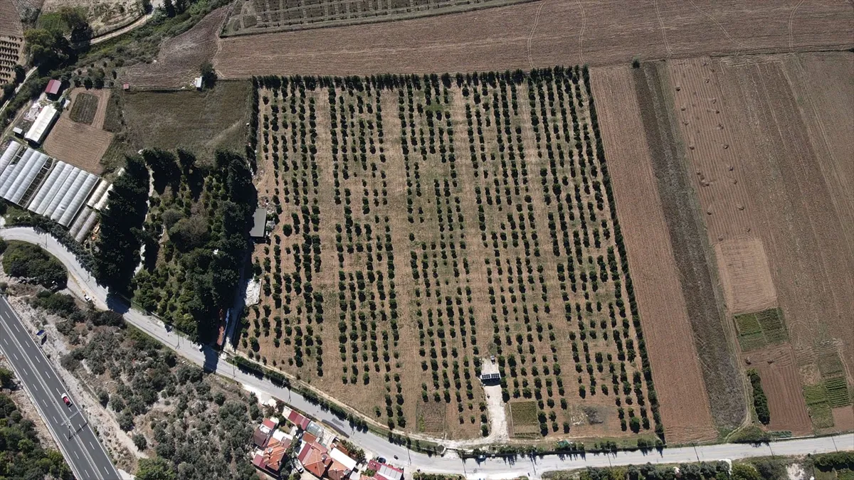 Muğla’da avokado üretimi yaygınlaşıyor
