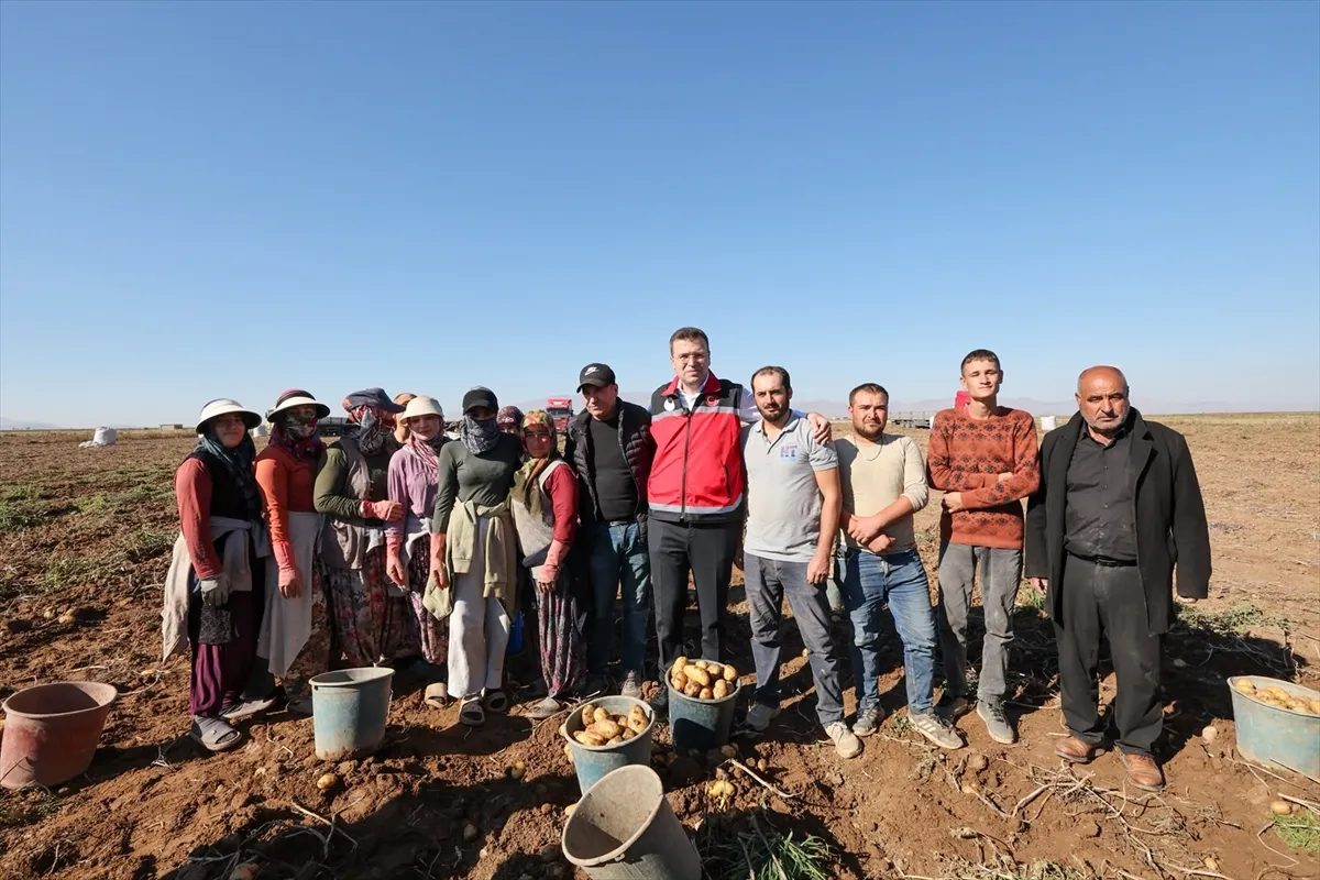 Niğde’de yerli patates çeşitlerinin hasadı yapıldı Niğde’de yerli patates çeşitlerinin hasadı yapıldı