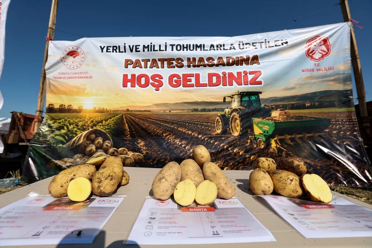 Niğde’de yerli patates çeşitlerinin hasadı yapıldı Niğde’de yerli patates çeşitlerinin hasadı yapıldı