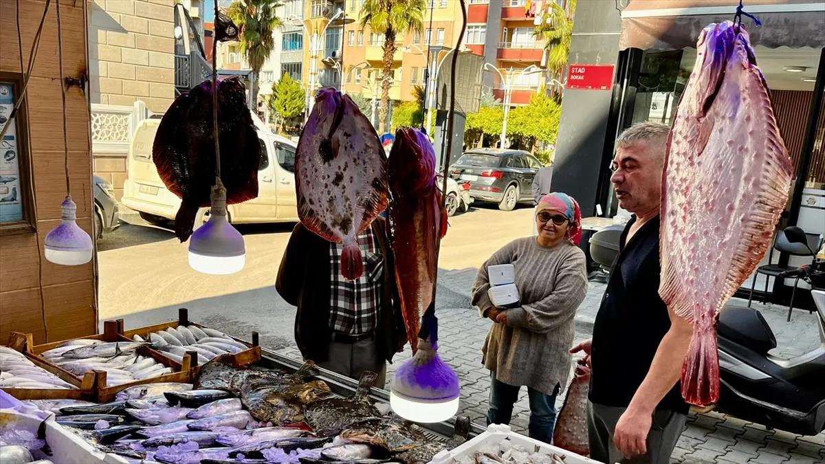 Sinop’ta balıkçı tezgahları bol avlanan kalkanla süslendi Sinop’ta balıkçı tezgahları bol avlanan kalkanla süslendi
