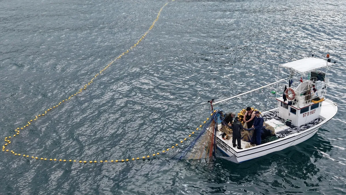 Sinop’ta bu sezon bol palamut yüzleri güldürdü Sinop’ta bu sezon bol palamut yüzleri güldürdü