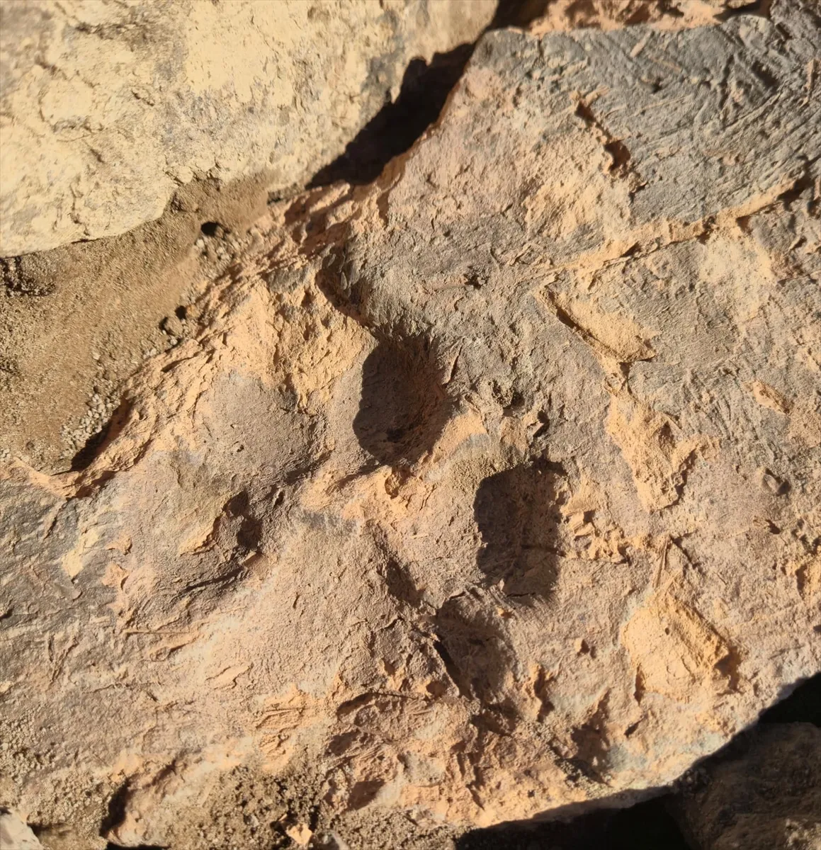 Tavşanlı Höyük kazılarında yaklaşık 4 bin yıllık pati izleri bulundu Tavşanlı Höyük kazılarında yaklaşık 4 bin yıllık pati izleri bulundu