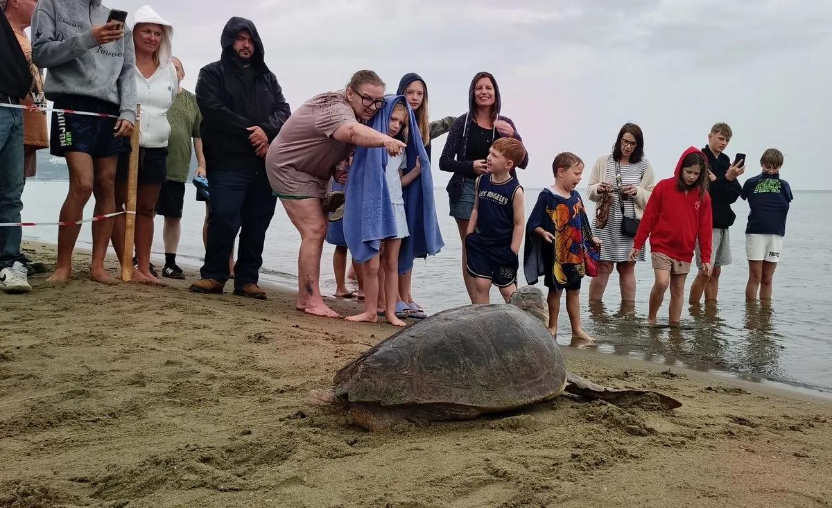 Tedavileri tamamlanan 4 caretta caretta denize bırakıldı Tedavileri tamamlanan 4 caretta caretta denize bırakıldı