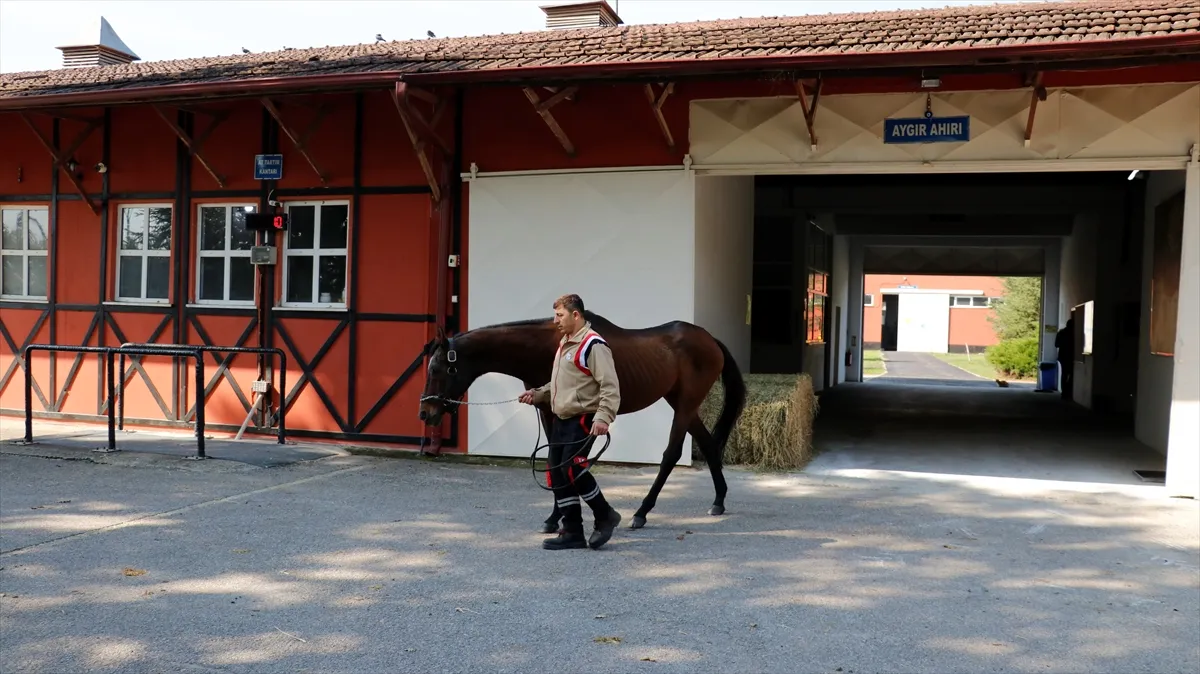 Türk atçılığının efsane aygırlarından Victory Gallop, emekliliğini İzmit’te geçiriyor Türk atçılığının efsane aygırlarından Victory Gallop, emekliliğini İzmit’te geçiriyor