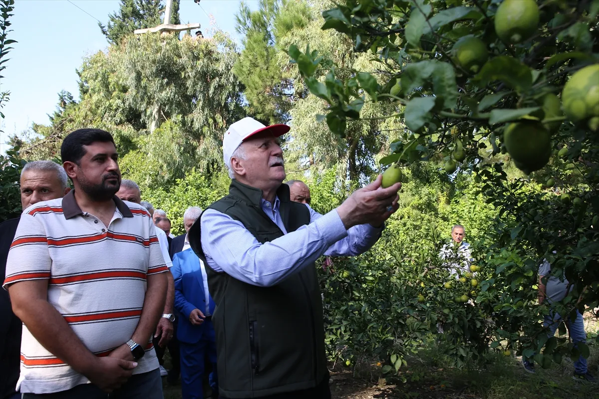 TZOB Genel Başkanı Bayraktar, Hatay’da narenciye bahçelerinde incelemelerde bulundu TZOB Genel Başkanı Bayraktar, Hatay’da narenciye bahçelerinde incelemelerde bulundu