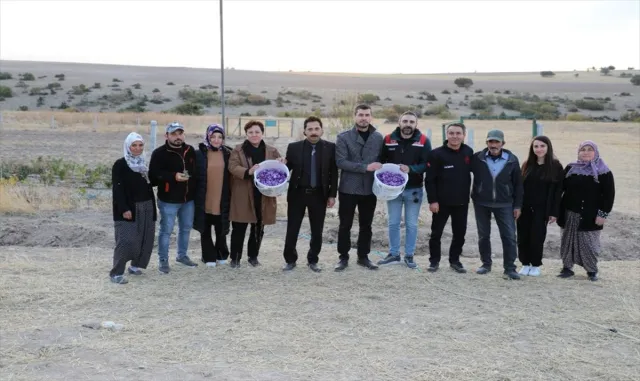 Eskişehirli genç çiftçi devlet desteğiyle "altın bitki" safran üretiyor Eskişehirli genç çiftçi devlet desteğiyle "altın bitki" safran üretiyor