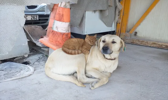 İnşaat işçilerinin tedavi ettirdiği köpekle ormanda buldukları kedi arkadaşlık yapıyor İnşaat işçilerinin tedavi ettirdiği köpekle ormanda buldukları kedi arkadaşlık yapıyor