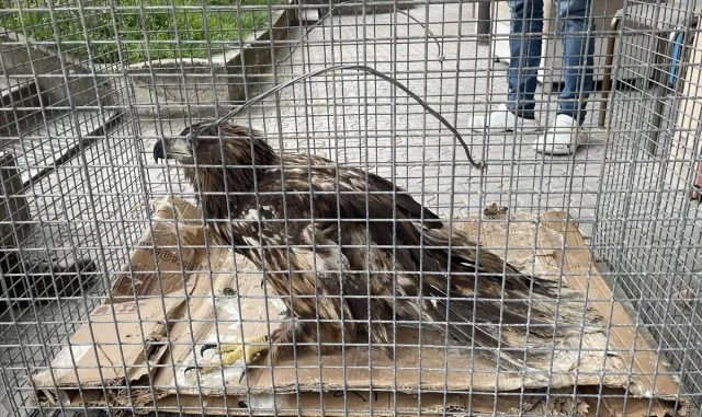 Bolu’da kanadı ampute edilen şah kartal Sakarya’da yeni yuvasına kavuştu Bolu’da kanadı ampute edilen şah kartal Sakarya’da yeni yuvasına kavuştu