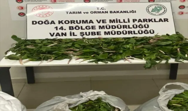 Van’da "dev soğan" bitkileriyle yakalanan İran uyruklu 6 kişi yakalandı Van’da "dev soğan" bitkileriyle yakalanan İran uyruklu 6 kişi yakalandı