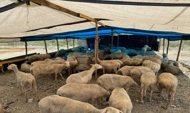 Esenyurt’ta kurbanlık satışları başladı Esenyurt’ta kurbanlık satışları başladı