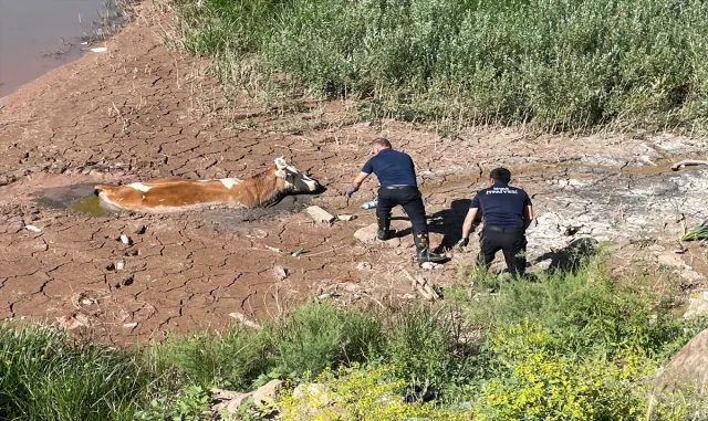 Sivas’ta çamurda mahsur kalan ineği itfaiye ekipleri kurtardı Sivas’ta çamurda mahsur kalan ineği itfaiye ekipleri kurtardı