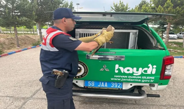 Sivas’ta yaralı şahin tedaviye alındı Sivas’ta yaralı şahin tedaviye alındı