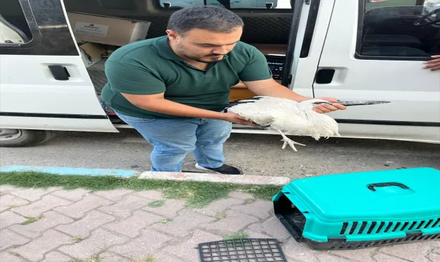 Bahşılı’da düşerek yaralanan leylek yavrusu tedaviye alındı Bahşılı’da düşerek yaralanan leylek yavrusu tedaviye alındı