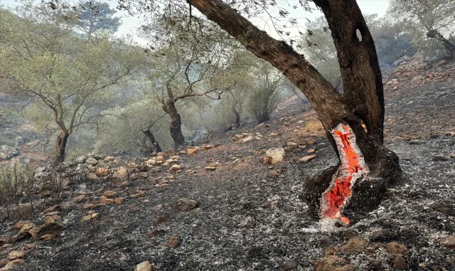 GÜNCELLEME - Aydın’da zeytinlik ve ormanlık alanda çıkan yangın kontrol altına alındı GÜNCELLEME - Aydın’da zeytinlik ve ormanlık alanda çıkan yangın kontrol altına alındı