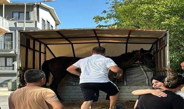 Bursa’da yaralı halde arabaya koşulan at koruma altına alındı Bursa’da yaralı halde arabaya koşulan at koruma altına alındı