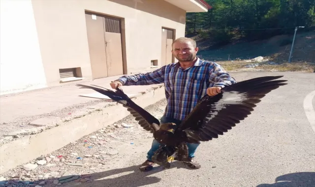 Nallıhan’da pençesine takılan poşetten kurtarılan kartal doğaya salındı Nallıhan’da pençesine takılan poşetten kurtarılan kartal doğaya salındı