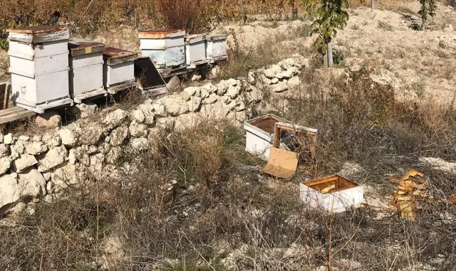 Beypazarı’nda ayılar arı kovanlarına zarar verdi Beypazarı’nda ayılar arı kovanlarına zarar verdi