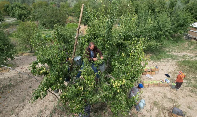 Çubuk’ta armut hasadı başladı Çubuk’ta armut hasadı başladı