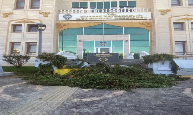 Şanlıurfa’da 2 bin 375 kök Hint keneviri ele geçirildi Şanlıurfa’da 2 bin 375 kök Hint keneviri ele geçirildi