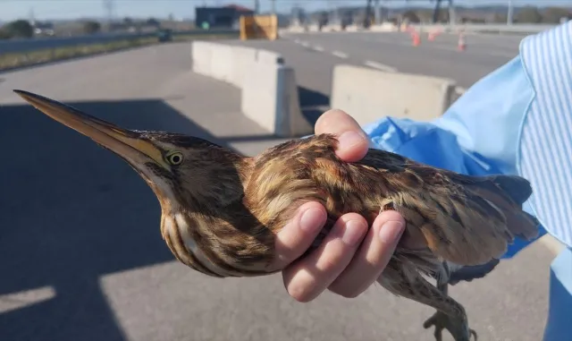 Kocaeli’de bitkin halde bulunan balaban kuşu koruma altına alındı Kocaeli’de bitkin halde bulunan balaban kuşu koruma altına alındı