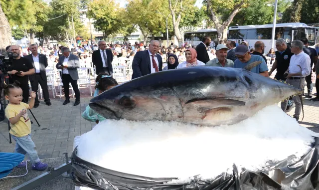 Yalovalı balıkçı Ege’de avladığı orkinosları festivalde çocuklara ikram etti Yalovalı balıkçı Ege’de avladığı orkinosları festivalde çocuklara ikram etti