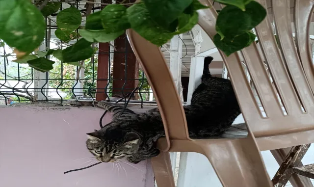Hatay’da patisi demir korkuluklara sıkışan kediyi itfaiye kurtardı Hatay’da patisi demir korkuluklara sıkışan kediyi itfaiye kurtardı