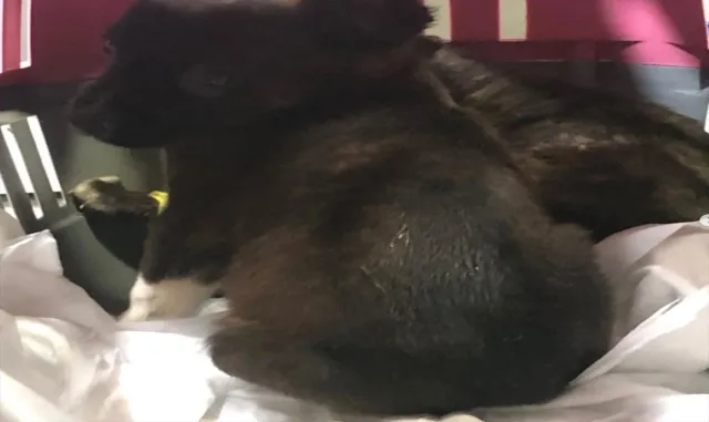 GÜNCELLEME - Edirne’de barınakta köpek yavrularının çöpe atılmasıyla ilgili yakalanan 2 zanlıya adli kontrol GÜNCELLEME - Edirne’de barınakta köpek yavrularının çöpe atılmasıyla ilgili yakalanan 2 zanlıya adli kontrol