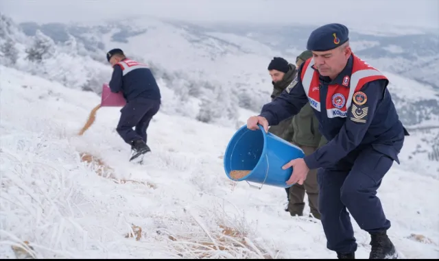 Kırşehir’de jandarma yaban hayvanları için doğaya yem bıraktı Kırşehir’de jandarma yaban hayvanları için doğaya yem bıraktı