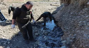 Şanlıurfa'da mahsur kaldıkları dereden kurtarılarak bakımları yapılan 316 kaplumbağa doğaya bırakıldı