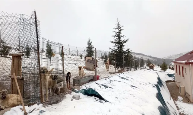 Sorgun Belediyesinden sahipsiz köpeklerle ilgili belediyelere ve vatandaşlara çağrı Sorgun Belediyesinden sahipsiz köpeklerle ilgili belediyelere ve vatandaşlara çağrı