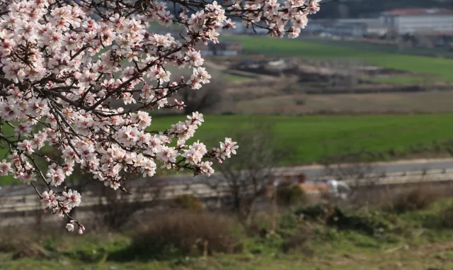 Tekirdağ’da "yalancı bahara" aldanan badem ağaçları çiçek açtı Tekirdağ’da "yalancı bahara" aldanan badem ağaçları çiçek açtı