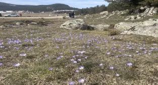 Bolu'daki Sarıalan Yaylası'nda çiğdemler çiçek açtı